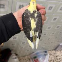 Calopsite da imbecco