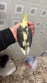 Calopsite da imbecco