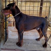 Dobermann
