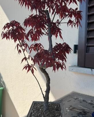 Bonsai Acero atropurpureum