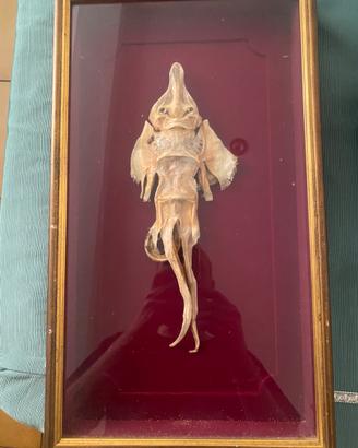 Jenny haniver-tassidermia-wunderkammer 30cm