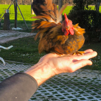 Galletti nani Serama