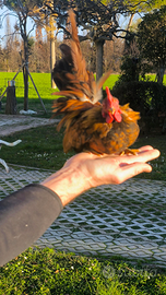 Galletti nani Serama