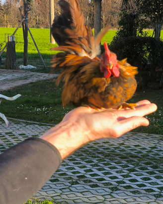 Galletti nani Serama