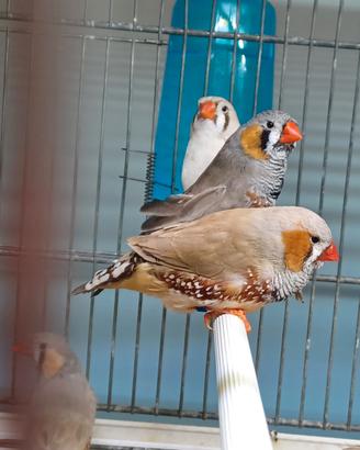 Diamanti mandarini Mayor taglia olandese