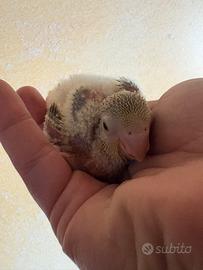 Parrocchetti monaci baby pulli imbecco pappagalli