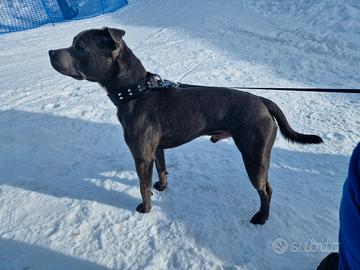 Staffordshire bull terrier blue (Staffy)