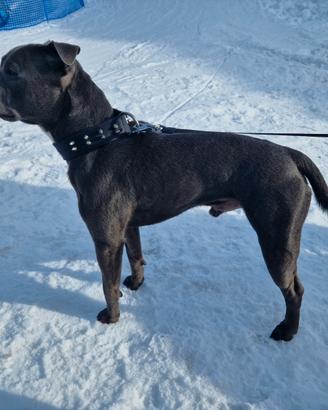 Staffordshire bull terrier blue (Staffy)