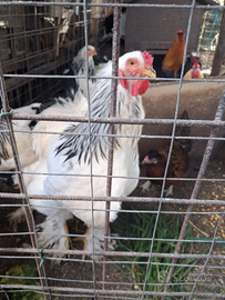 Gallo Brahma Columbia