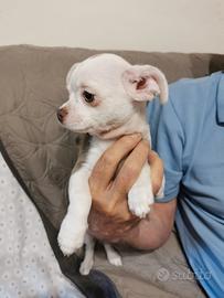 Cuccioli di chihuahua