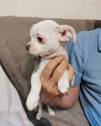 Cuccioli di chihuahua