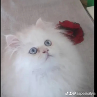 Persiano con certificato di salute