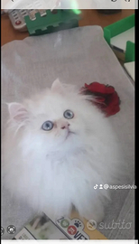 Persiano con certificato di salute