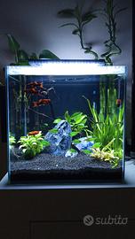 Acquario cubo 50 litri Newa