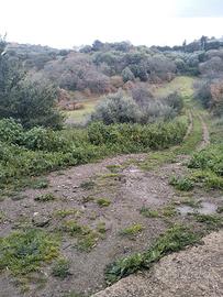 Ozieri loc. ippicchiu