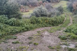 Ozieri loc. ippicchiu