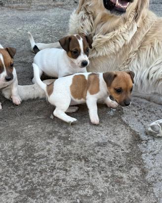 Jack Russell Terrier