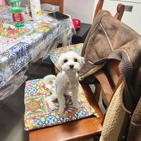 Cane maltese mini toy