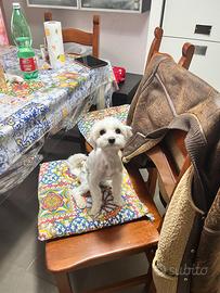 Cane maltese mini toy