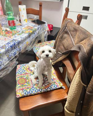 Cane maltese mini toy