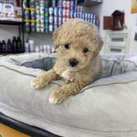 Cuccioli di barboncino beige mini toy