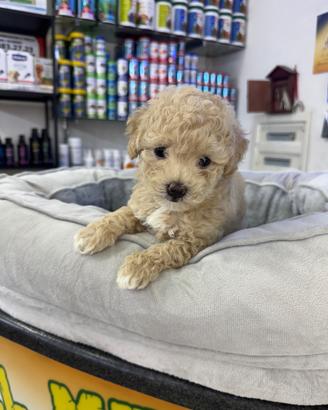Cuccioli di barboncino beige mini toy
