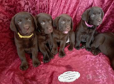 Labrador con pedigree lastre ufficiali test geneti