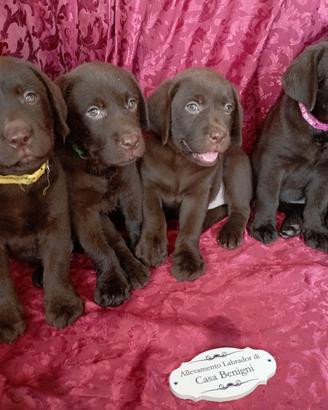 Labrador con pedigree lastre ufficiali test geneti