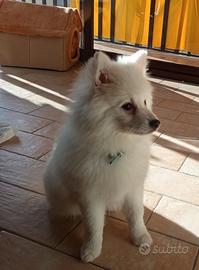 Cucciolo di volpino bianco