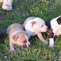 Cuccioli American amstaff