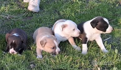 Cuccioli American amstaff