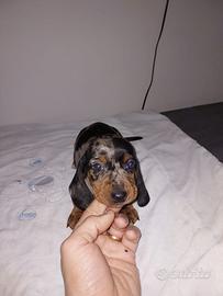 Bassotto kaninchen piebald