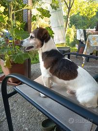 Cane jack russel