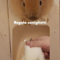 Coniglietti