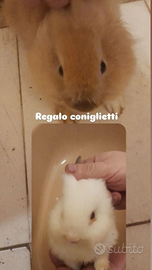 Coniglietti