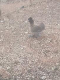 Galline