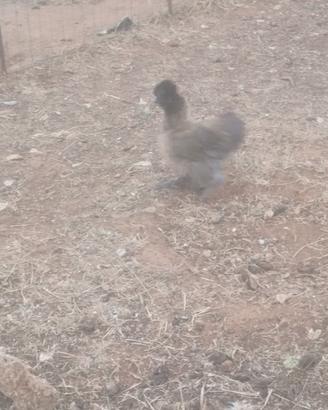 Galline