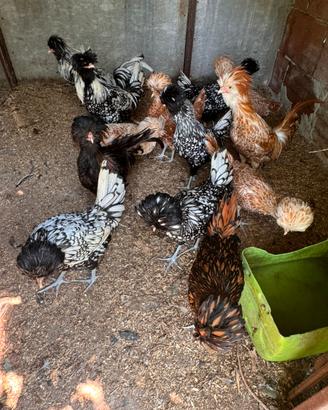 Galline Padovane