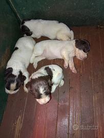 Cocker da tartufo e caccia