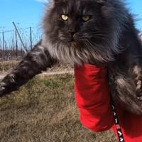 Maine coon con pedigree