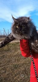 Maine coon con pedigree
