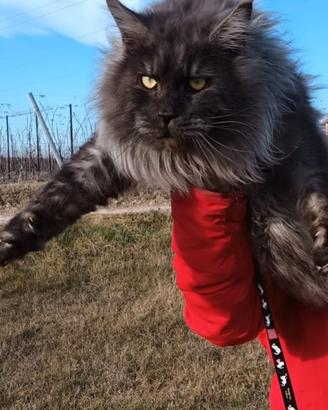 Maine coon con pedigree