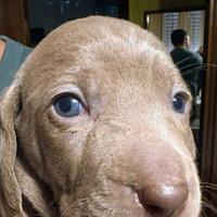 Segugio weimaraner
