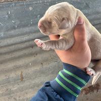 Labrador