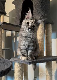 Cucciola di Maine Coon F, genitori testati