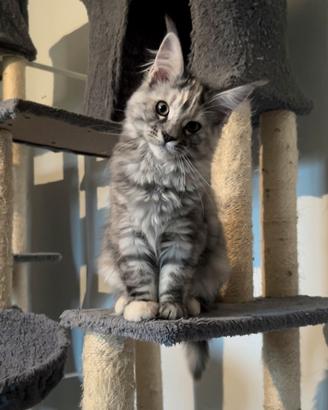 Cucciola di Maine Coon F, genitori testati