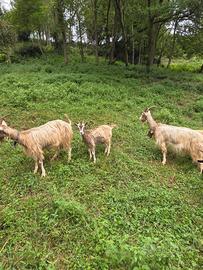 Capretta capra bionda dell'andamento