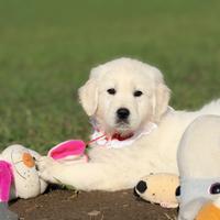 Golden Retriever - salute e qualità garantita