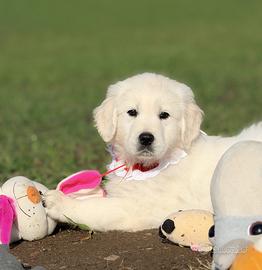 Golden Retriever - salute e qualità garantita