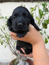 Cocker spaniel